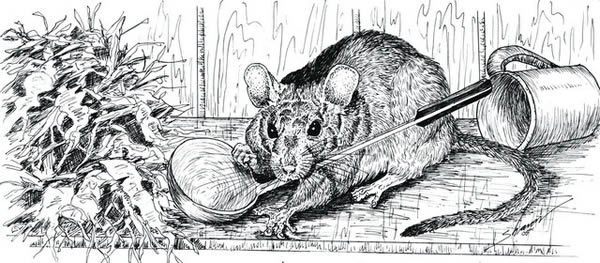 Rat in a kitchen, drawing